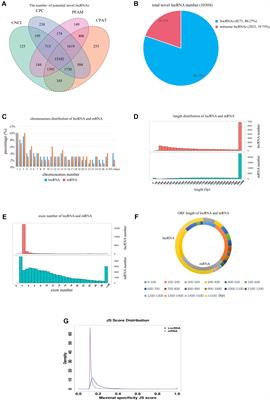 Transcriptome Analysis Reveals Differentially Expressed Genes and Long Non-coding RNAs Associated With Fecundity in Sheep Hypothalamus With Different FecB Genotypes